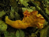 Cantharellus lateritius image