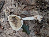 Amanita brunnescens image