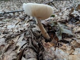 Amanita brunnescens image