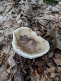Amanita brunnescens image