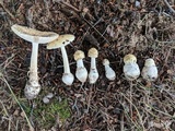 Amanita velatipes image