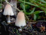 Coprinellus domesticus image