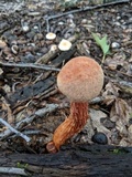 Aureoboletus russellii image