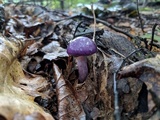 Cortinarius iodes image