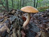 Leccinum longicurvipes image