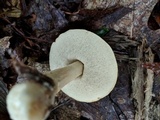 Leccinum longicurvipes image