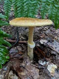 Amanita flavorubens image