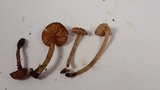 Inocephalus cystomarginatus image