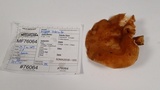 Polyporus tuberaster image