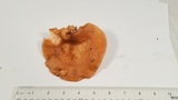 Polyporus tuberaster image