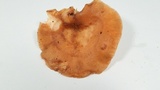 Polyporus tuberaster image