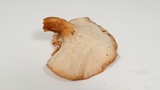 Polyporus tuberaster image