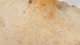 Polyporus tuberaster image