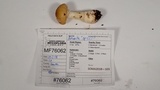 Amanita ameripanthera image