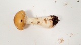 Amanita ameripanthera image