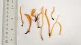 Clavulinopsis laeticolor image