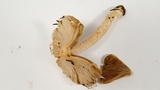 Inocybe sororia image