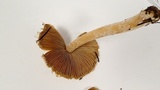 Inocybe sororia image