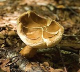 Gyroporus castaneus image