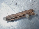 Myxarium nucleatum image