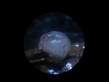 Myxarium nucleatum image