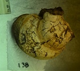 Fomitopsis officinalis image