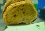 Fomitopsis officinalis image