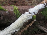 Byssomerulius corium image