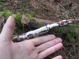 Byssomerulius corium image