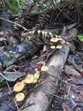 Xeromphalina fulvipes image