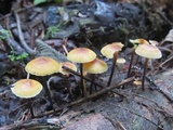 Xeromphalina fulvipes image