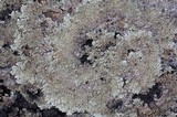 Arctoparmelia centrifuga image