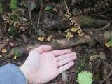 Xeromphalina fulvipes image