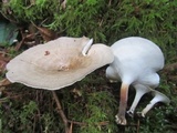 Polyporus leptocephalus image