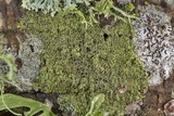 Hyperphyscia syncolla image