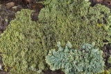 Hyperphyscia syncolla image