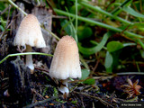 Coprinellus domesticus image