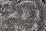 Arctoparmelia centrifuga image