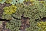 Hyperphyscia syncolla image