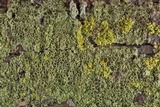 Hyperphyscia syncolla image