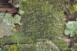 Hyperphyscia syncolla image