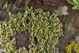 Physciella chloantha image