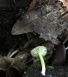 Entoloma incanum image