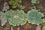 Dirinaria applanata image