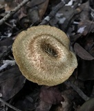 Lentinus crinitus image