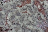 Arctoparmelia centrifuga image