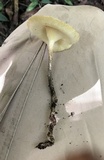 Lentinus crinitus image
