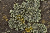 Phaeophyscia hirsuta image
