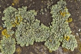Phaeophyscia hirsuta image