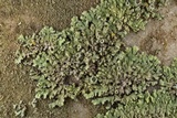 Phaeophyscia hirsuta image